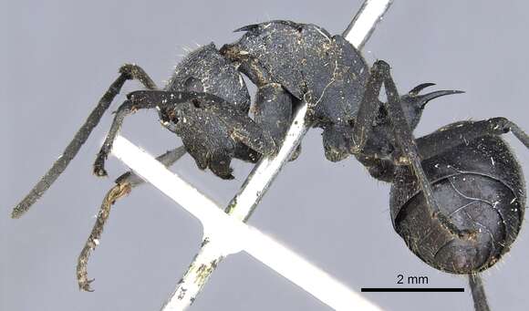 Image of Polyrhachis schistacea (Gerstaecker 1859)