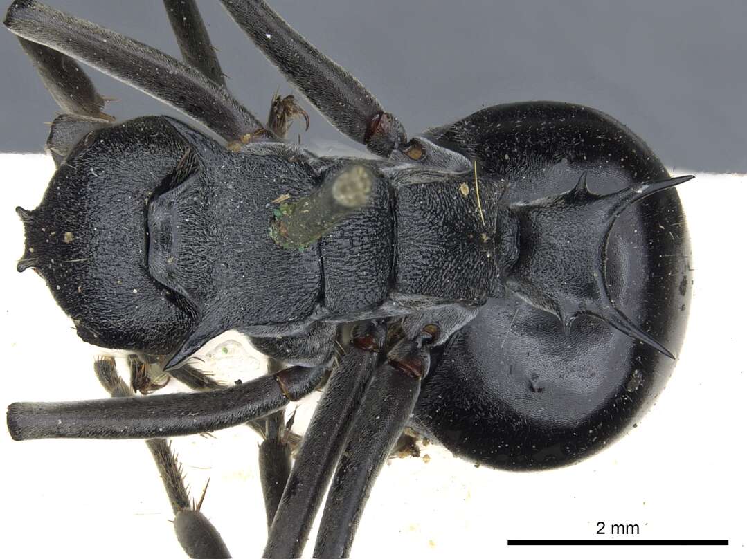 Image of Polyrhachis