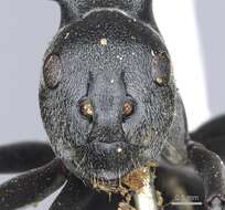 Image of Polyrhachis