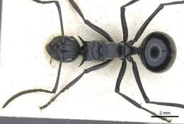 Image of Polyrhachis