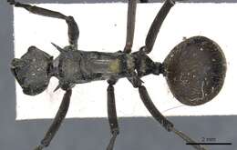 Image de Polyrhachis laboriosa Smith 1858