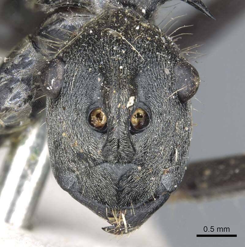 Image de Polyrhachis laboriosa Smith 1858