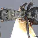 Plancia ëd Polyrhachis esarata Bolton 1973