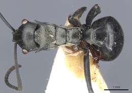 Plancia ëd Polyrhachis esarata Bolton 1973