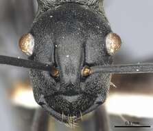 Plancia ëd Polyrhachis esarata Bolton 1973