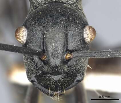 Image de Polyrhachis esarata Bolton 1973