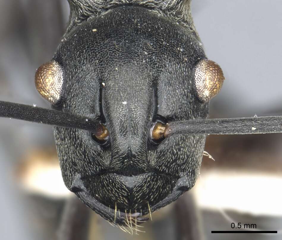 صورة Polyrhachis esarata Bolton 1973