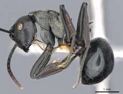 صورة Polyrhachis esarata Bolton 1973