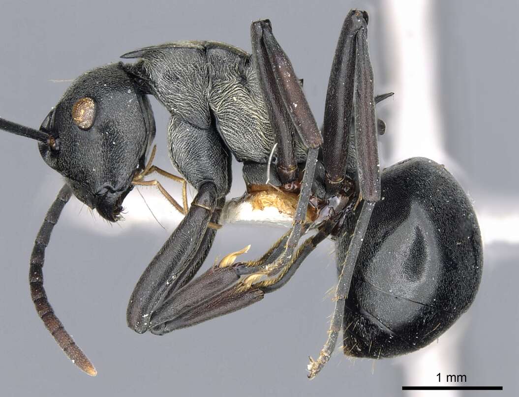 Plancia ëd Polyrhachis esarata Bolton 1973