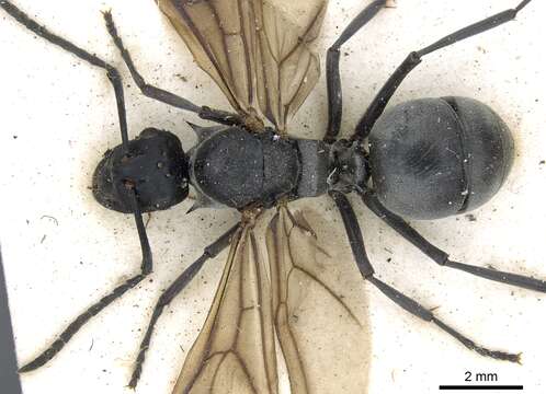 Image of Silver Spiny Sugar Ant