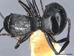 صورة Polyrhachis latharis Bolton 1973