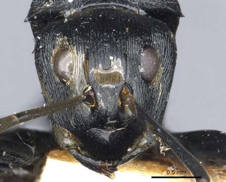 Image of Polyrhachis latharis Bolton 1973