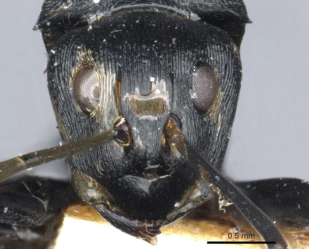 صورة Polyrhachis latharis Bolton 1973