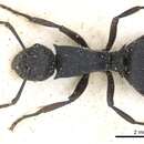 Image of Polyrhachis arnoldi Forel 1914