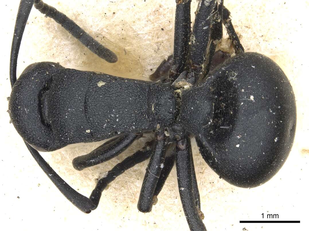 Image of Polyrhachis viscosa Smith 1858