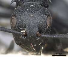 Image of Polyrhachis viscosa Smith 1858