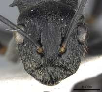 Image of Polyrhachis transiens Bolton 1973