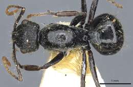 Image of Polyrhachis khepra Bolton 1973