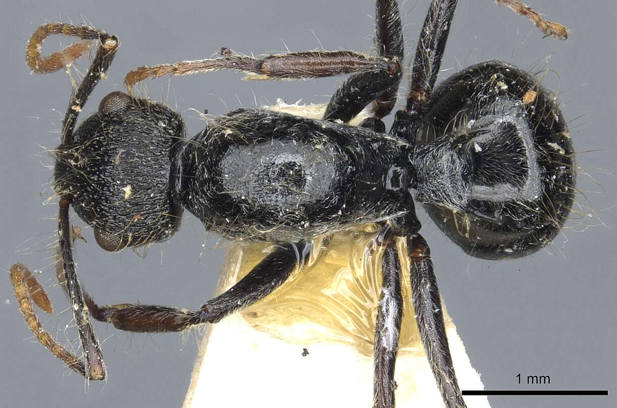 Image of Polyrhachis khepra Bolton 1973