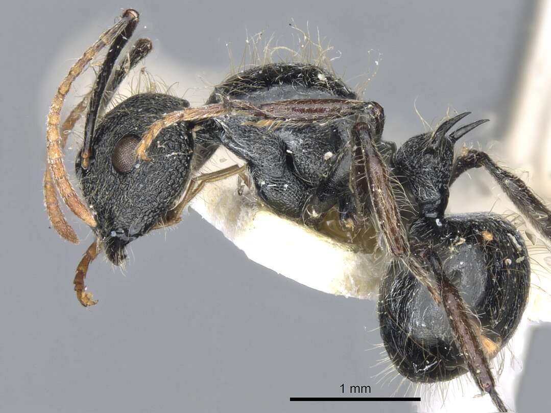 Image of Polyrhachis khepra Bolton 1973