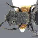 Image of Echinopla crenulata Donisthorpe 1941