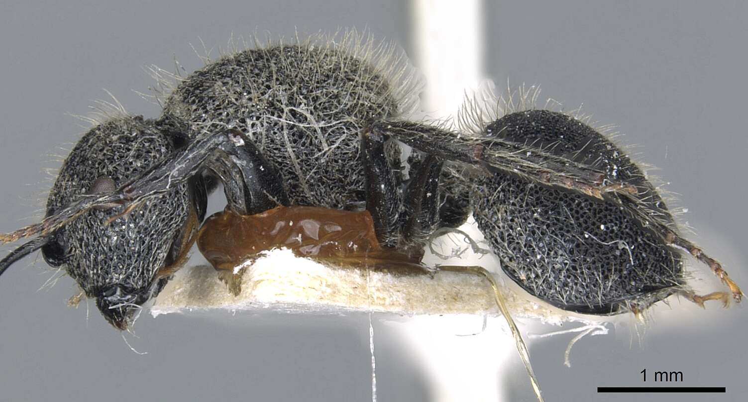 Image of Echinopla crenulata Donisthorpe 1941