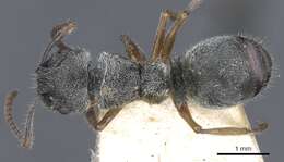 Imagem de Echinopla australis Forel 1901