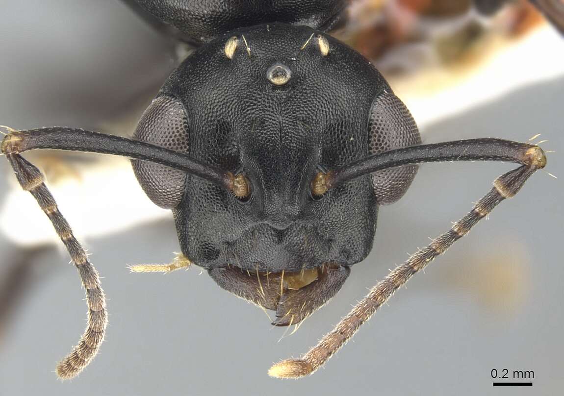 Image of <i>Camponotus aberrans</i> Mayr