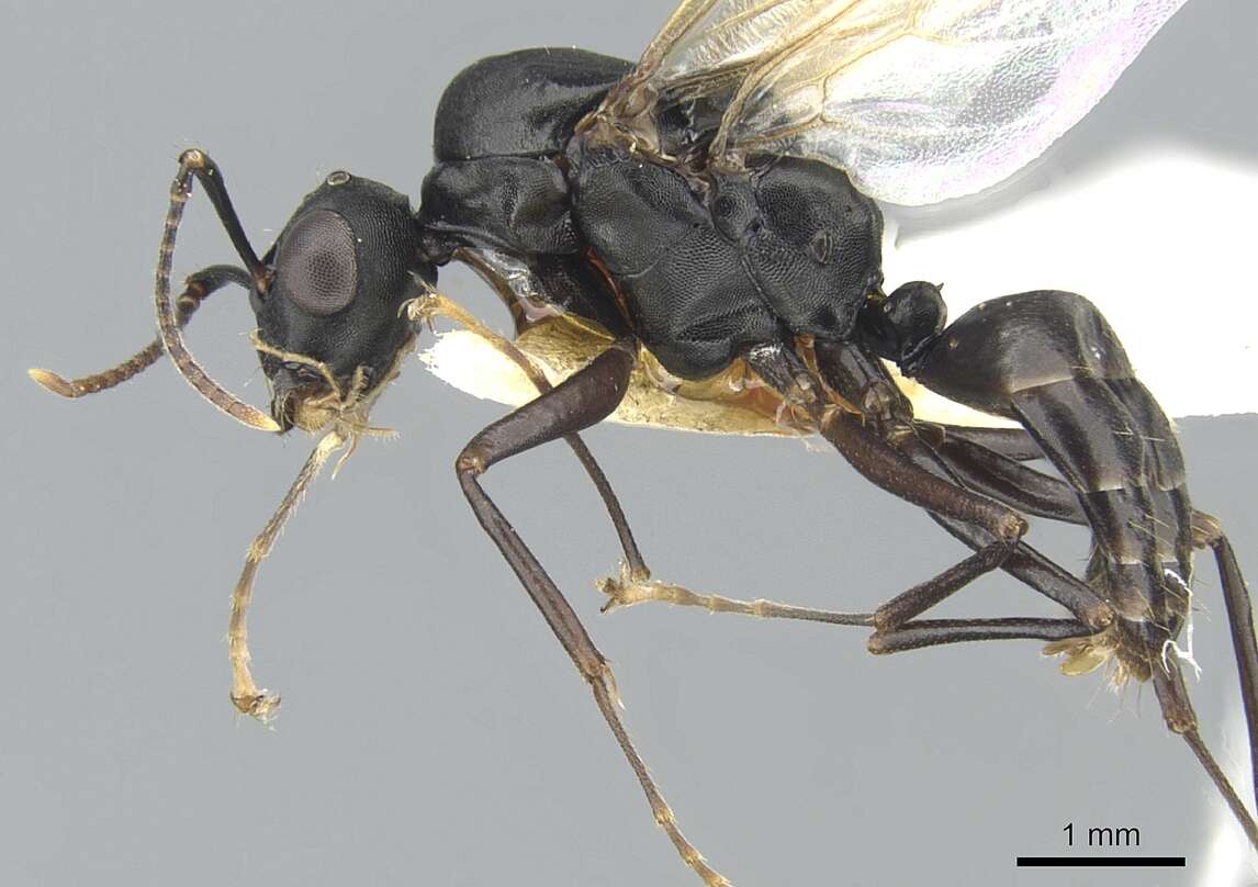 Image of <i>Camponotus aberrans</i> Mayr