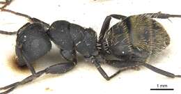 Image of Camponotus amphidus Santschi 1926