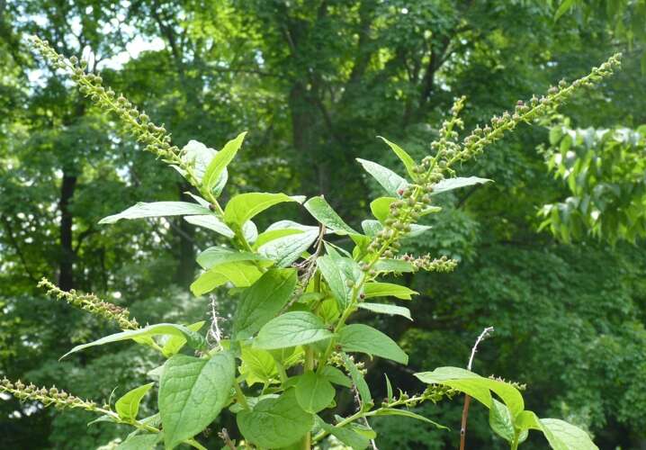 Image of Leucothoe grayana Maxim.