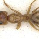 Image of Camponotus crepusculi Arnold 1922