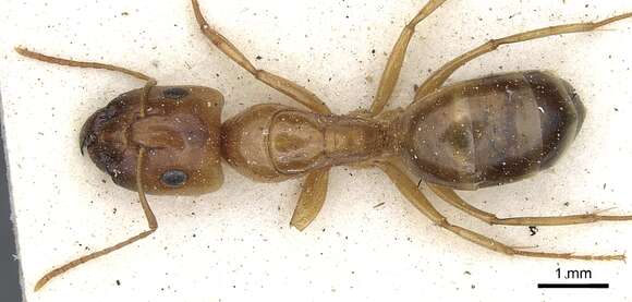 Image of Camponotus crepusculi Arnold 1922