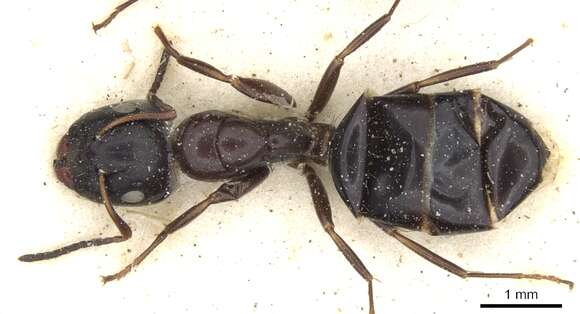 Imagem de Camponotus reevei Arnold 1922