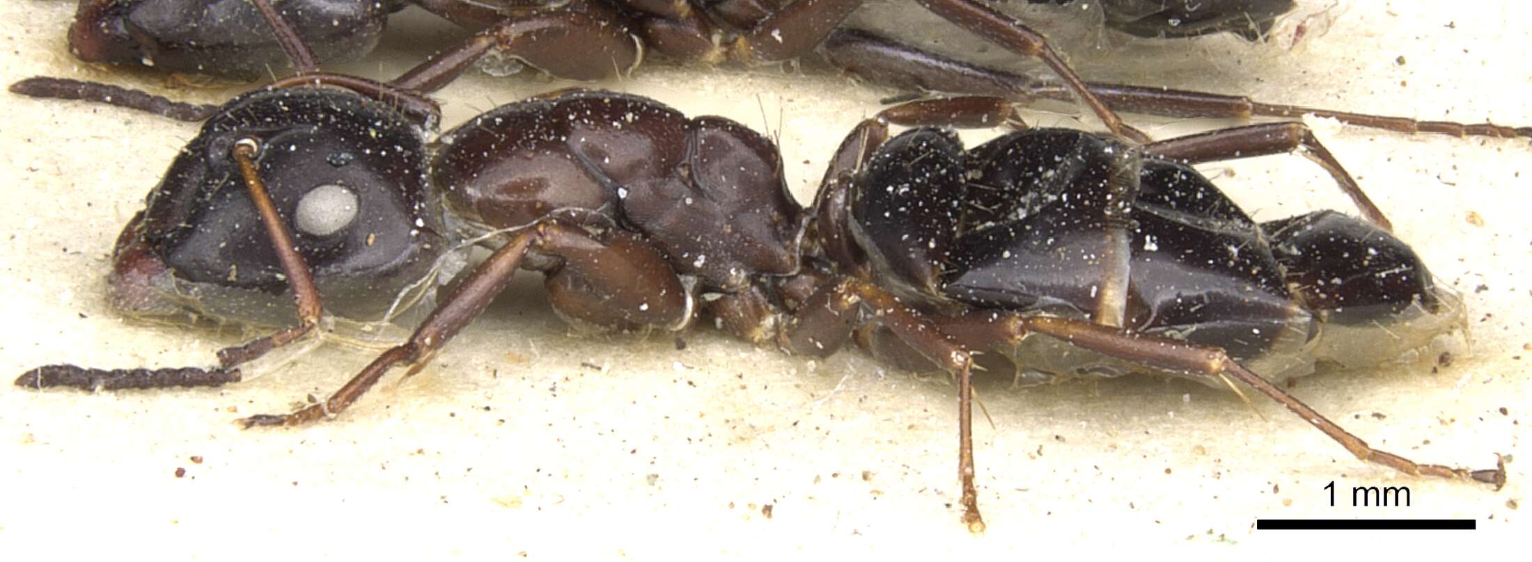 Image of Camponotus reevei Arnold 1922