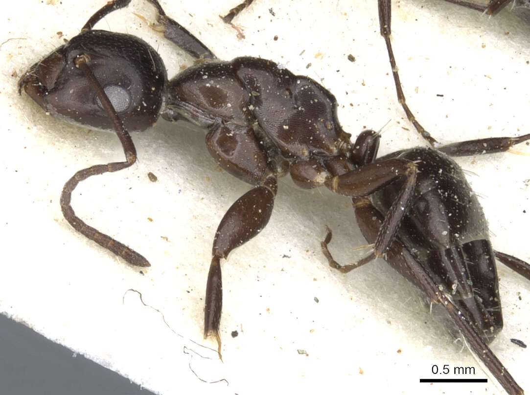 Image of Camponotus reevei Arnold 1922