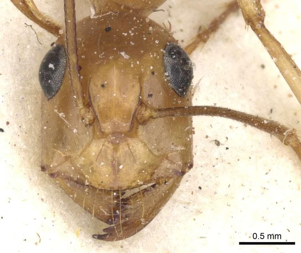 Imagem de Camponotus debellator Santschi 1926