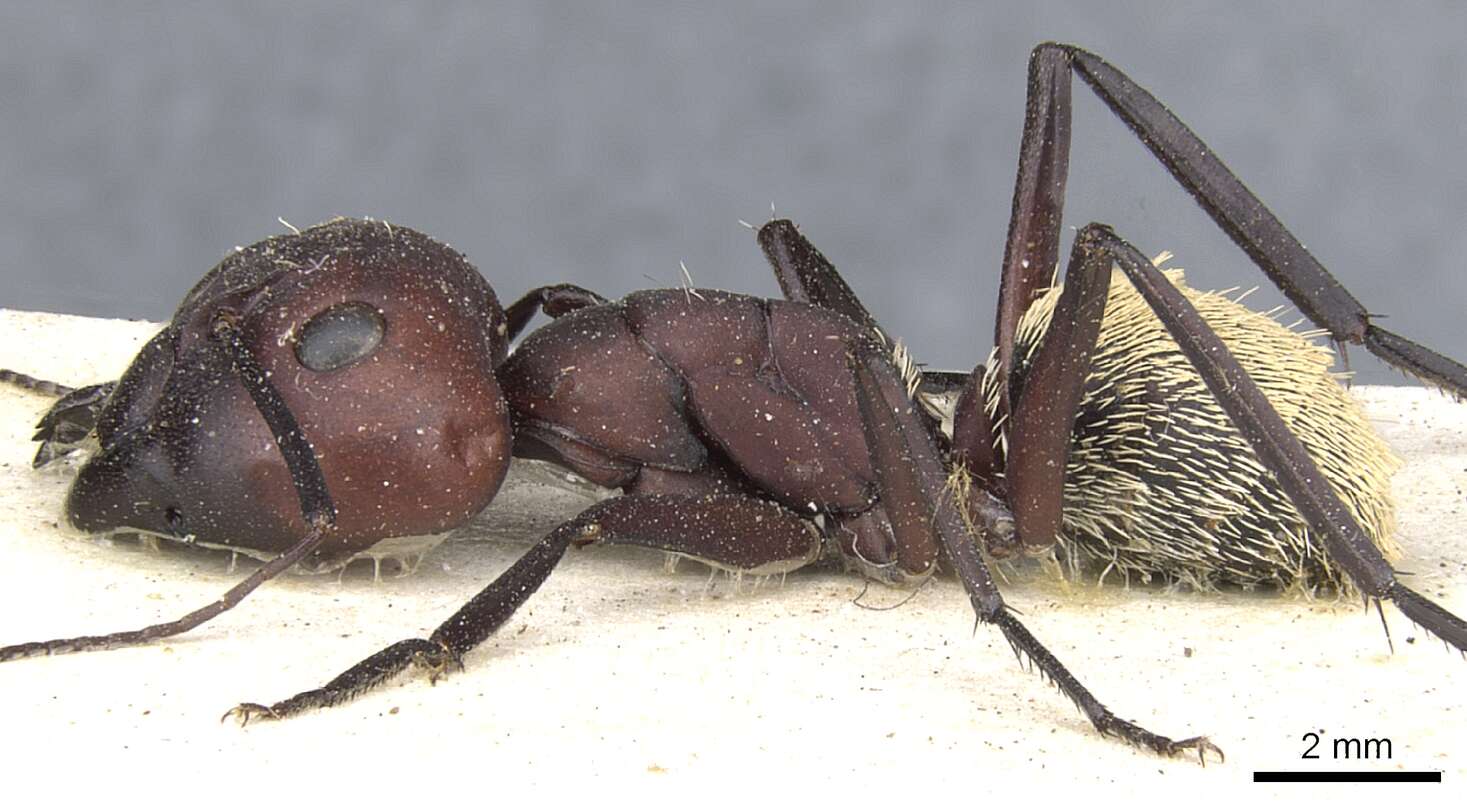 Plancia ëd Camponotus storeatus Forel 1910