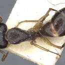 Слика од Camponotus orites Santschi 1919