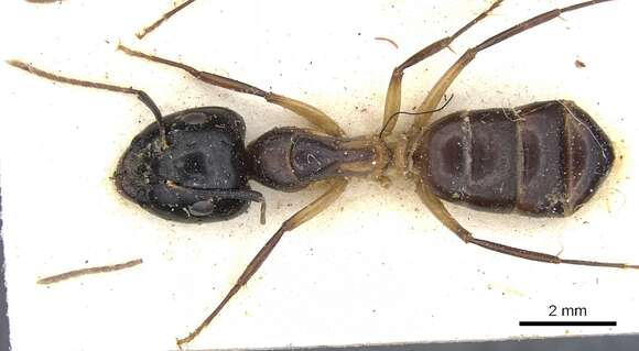 Image of Camponotus baynei Arnold 1922