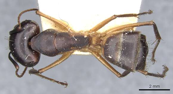 Image of Camponotus desantii Santschi 1915