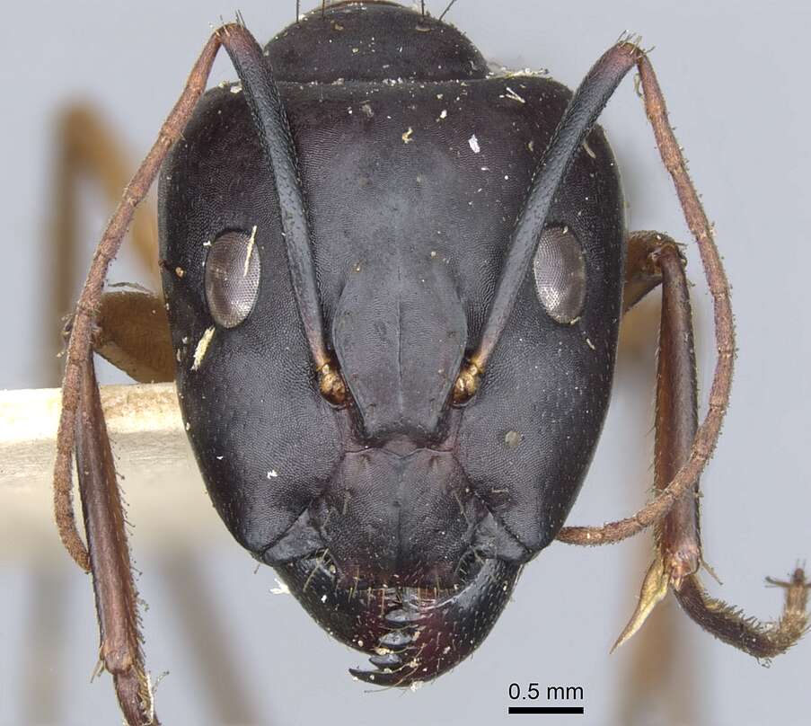 Image of Camponotus desantii Santschi 1915