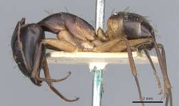 Image of Camponotus desantii Santschi 1915