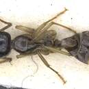 Imagem de Camponotus basuto Arnold 1958