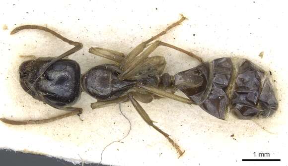 Image de Camponotus basuto Arnold 1958