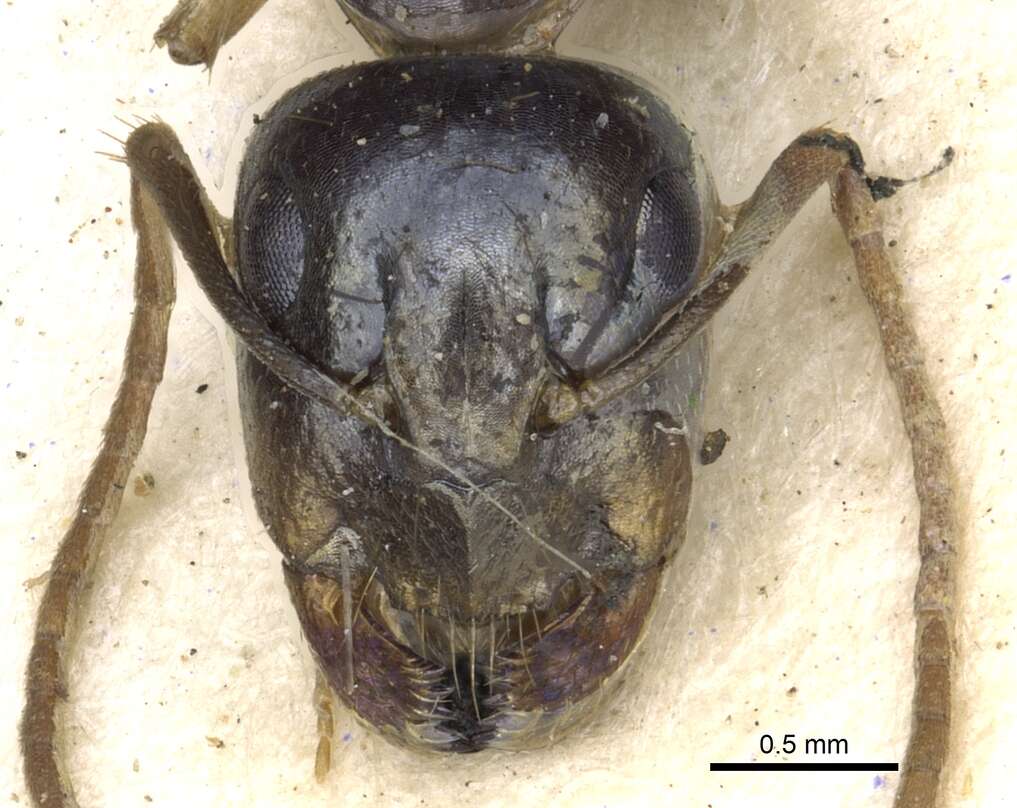 Imagem de Camponotus basuto Arnold 1958