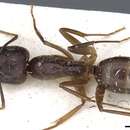 Imagem de Camponotus traegaordhi Santschi 1914