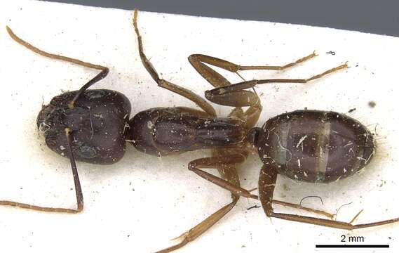 Imagem de Camponotus traegaordhi Santschi 1914