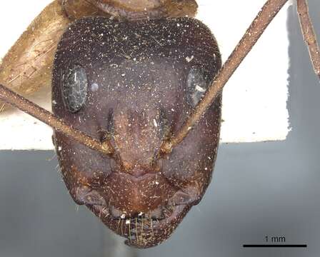 Image of Camponotus nigriceps (Smith 1858)