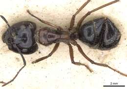 Plancia ëd Camponotus terebrans (Lowne 1865)